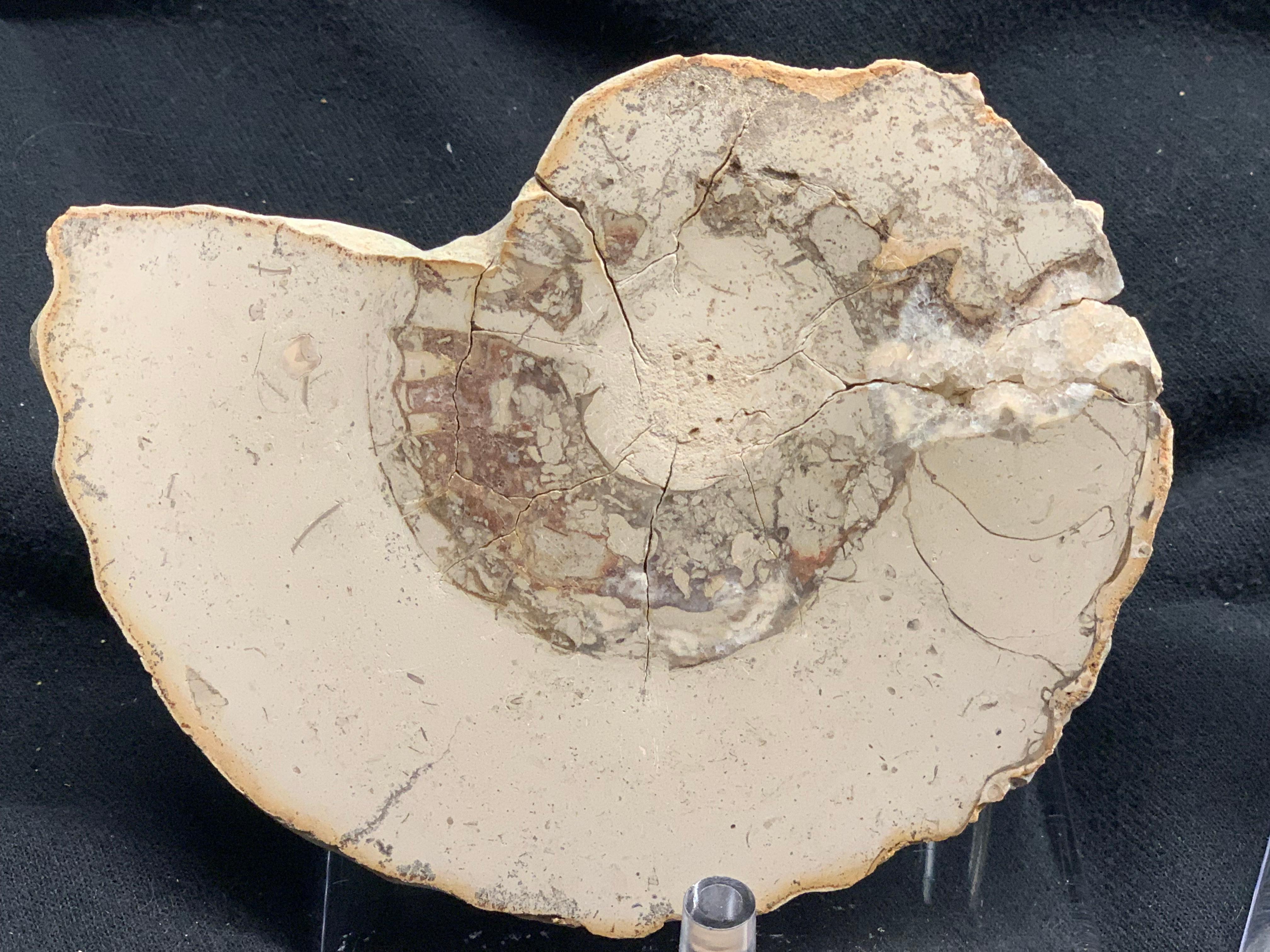 Mortoniceras Ammonites